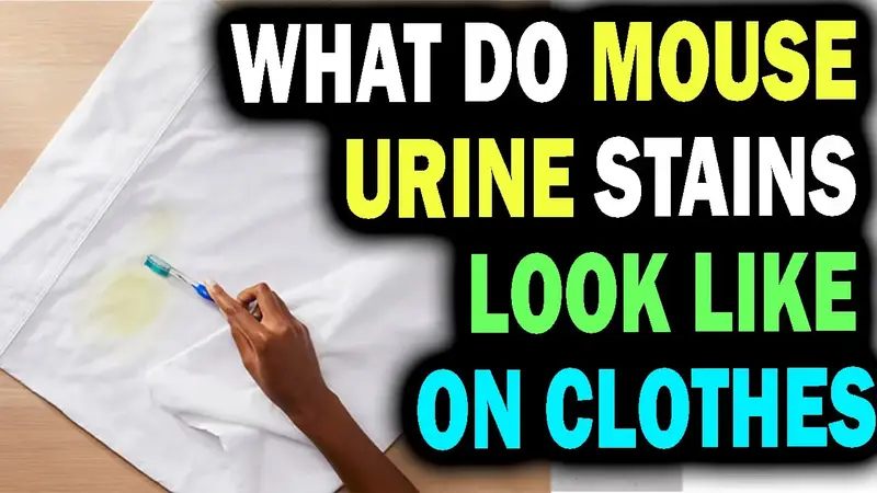 what do mouse urine stains look like on clothes