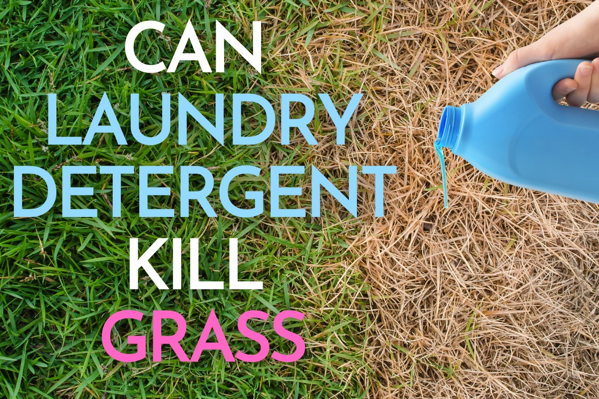 will laundry detergent kill grass