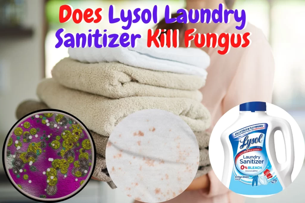 does lysol laundry sanitizer kill fungus