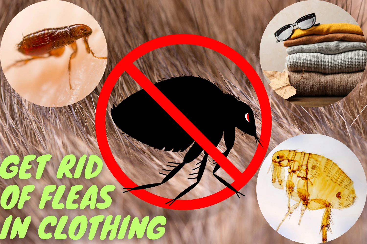 how to get rid of fleas on clothes